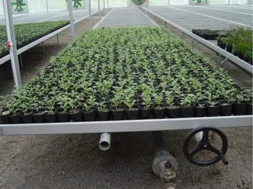 苗床管理五大要素 腾讯新闻