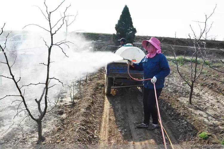 棗樹噴施葉面肥,可以提高坐果率!