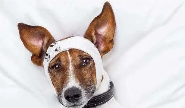 狗子也能做整容手术 但真相令人心疼 巴哥 法斗 犬种 狗狗