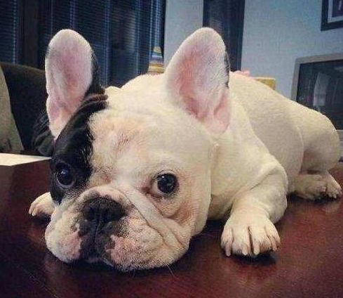 狗子也能做整容手术 但真相令人心疼 腾讯新闻