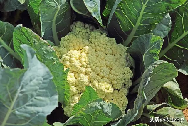 松花型花椰菜優質高產栽培技術