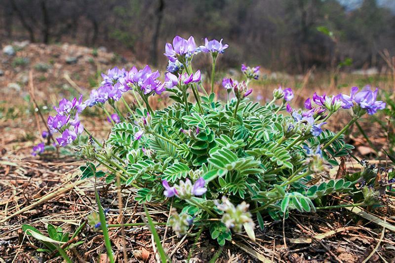 俗称"米布袋"根似人参,乡下孩子都吃过,真正价值却少人知 - 川东在线