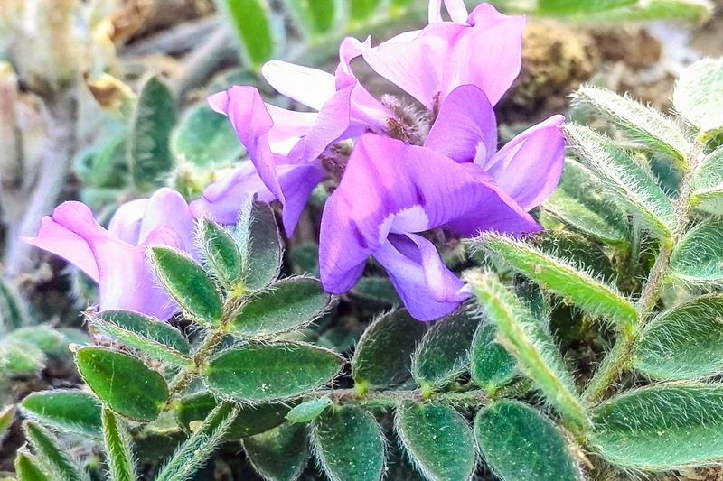 俗称"米布袋"根似人参,乡下孩子都吃过,真正价值却少人知 - 川东在线