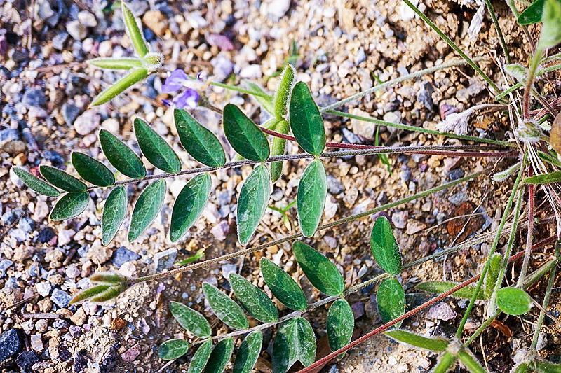 俗称"米布袋"根似人参,乡下孩子都吃过,真正价值却少人知 - 川东在线