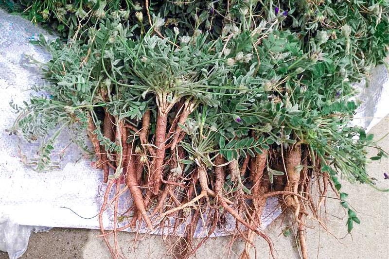 俗称"米布袋"根似人参,乡下孩子都吃过,真正价值却少人知 - 川东在线