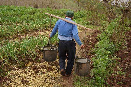 农民挑粪水浇菜能吃么?看看专家的这几句话