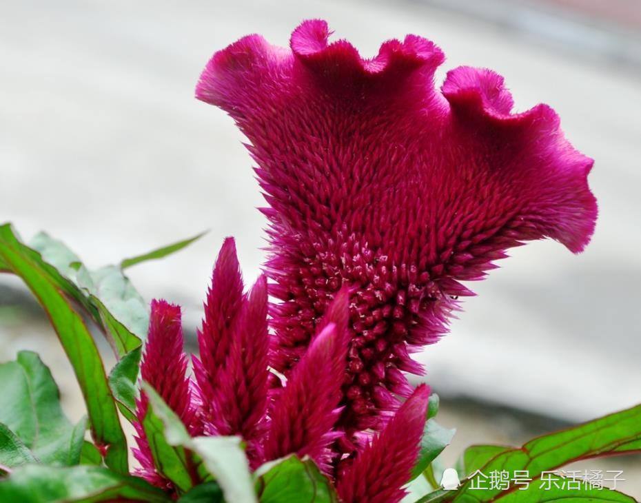 你所不知道的鳳尾花雞冠花養花種草養生盆栽綠植光照很關鍵