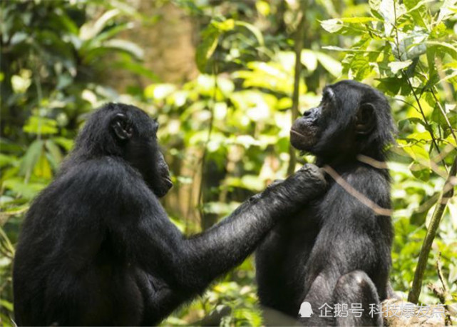 大多數動物都是雄性比雌性好看為什麼人類是女生比男生好看