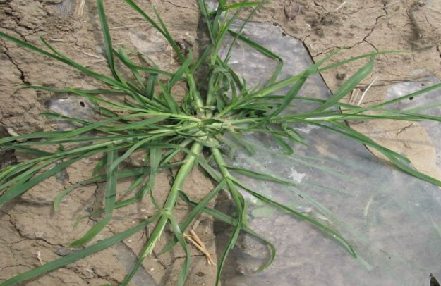 在过去农村里的一些赤脚医生,就会用千斤草来治疗感冒,听他们说这种草