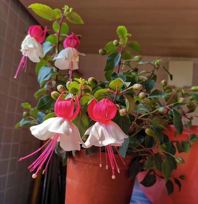 此款世界名花 花朵奇特美丽 花期超长 扦插就能活 是盆栽佳品 腾讯网