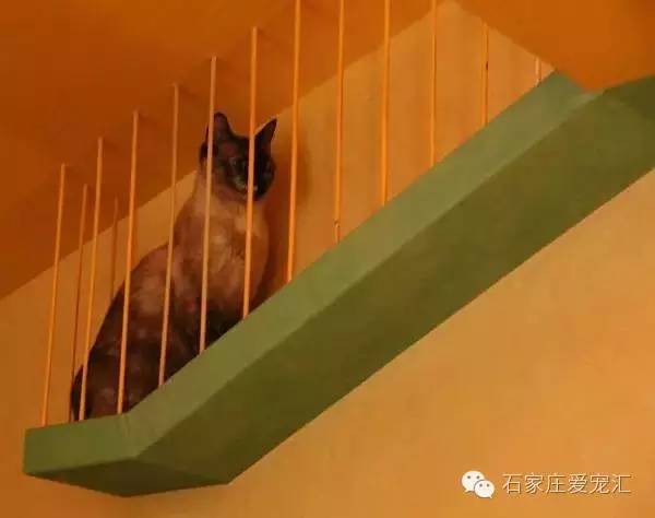 20年资深猫奴的家会变成啥样？速看u2026u2026_腾讯新闻