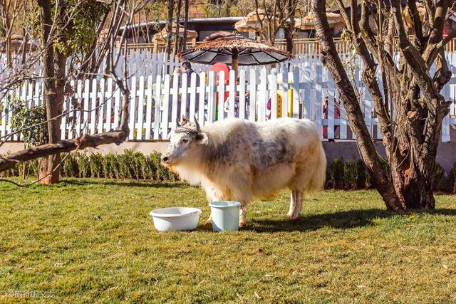 昆明旅游去了朵拉萌宠乐园珍贵的萌宠里有一头牦牛是白色的真是长见识