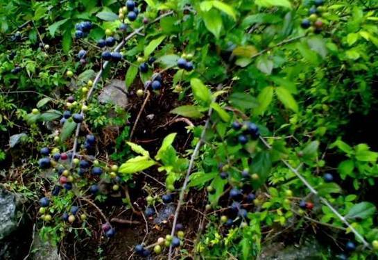 【学名】酸醋子【别名】雀梅它的真正身份为