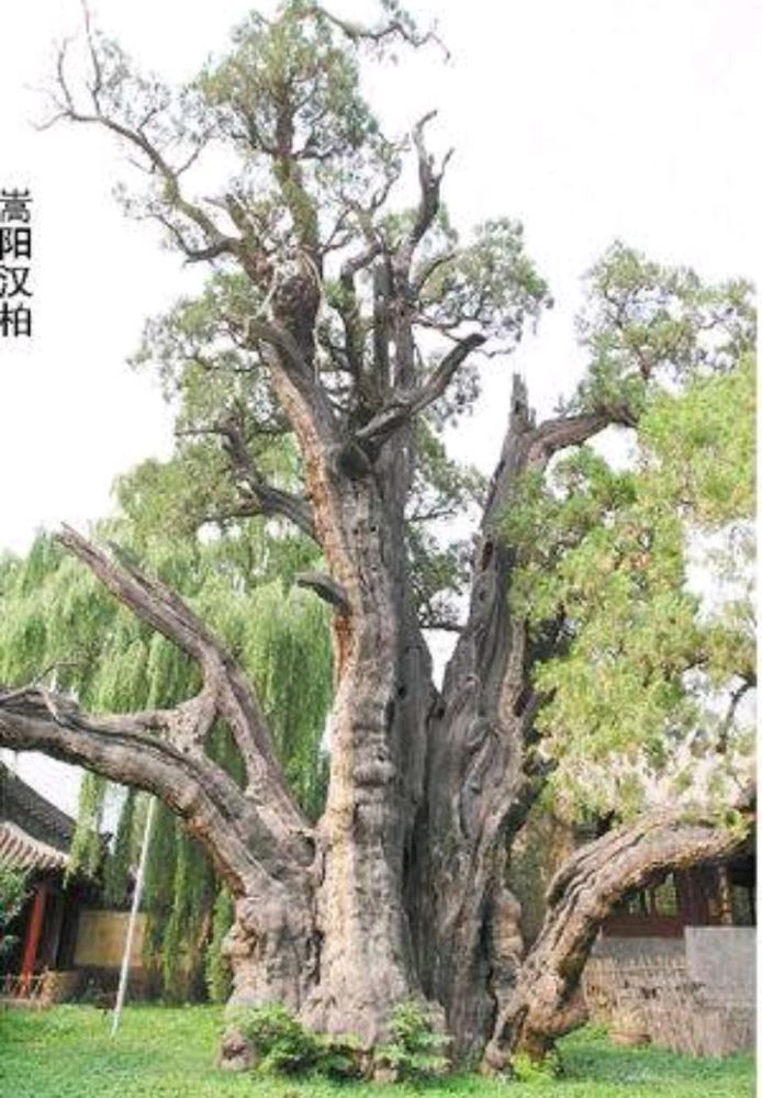 10年前17万嵩阳汉柏图转手卖8700万的鉴宝专家刘岩现怎样