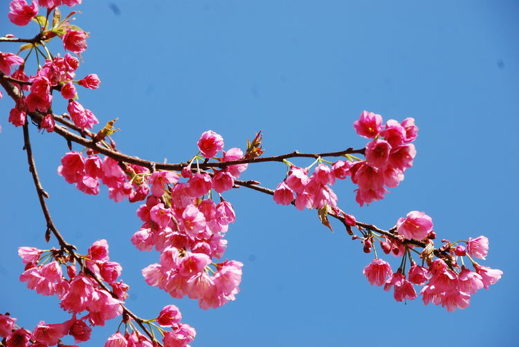 三月樱花别样红 在昆明赏花 拍花 是我们拥抱春天的方式之一 腾讯新闻