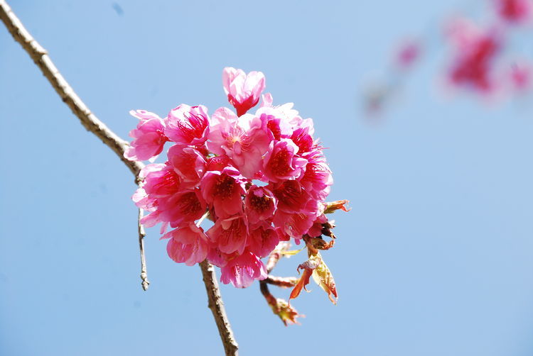 三月樱花别样红 在昆明赏花 拍花 是我们拥抱春天的方式之一 腾讯新闻