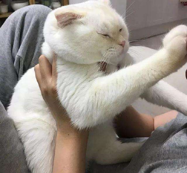 腾讯内容开放平台 - 猫 兄弟 妊娠