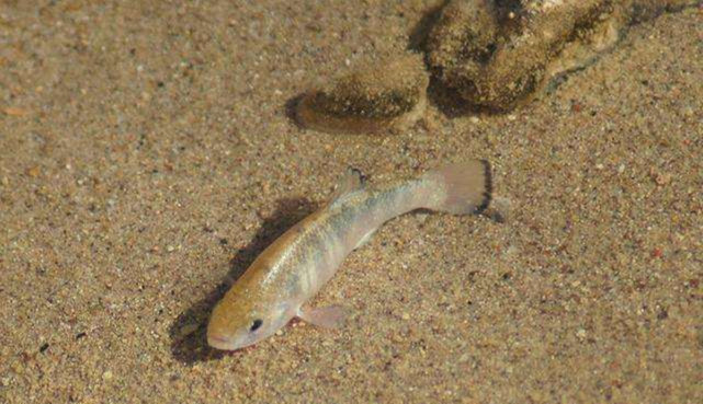 到足够小,那么可以将整个魔鳉种群搬出来,用人工繁殖的办法来延续它们