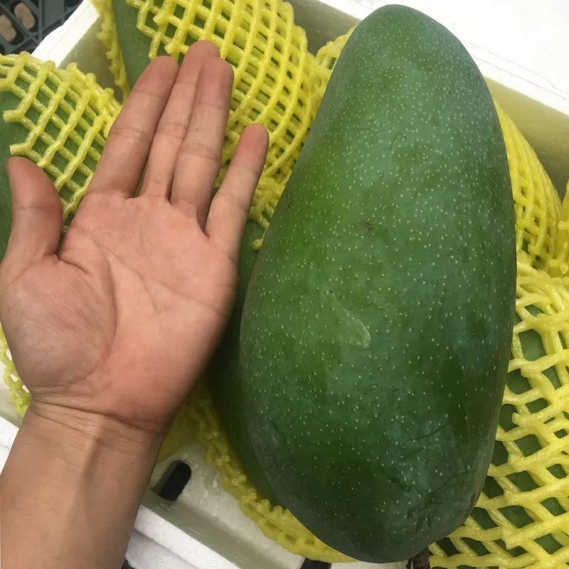 它被誉为芒果界的巨无霸业内称它为芒果之王甜到你心坎