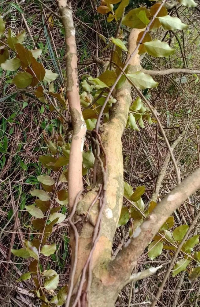 却因它难以成材而被人们所忽略,但黄芽树身上可以长宝———寄生茶