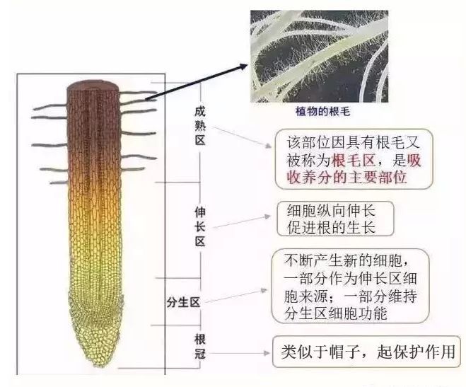 根生则生,根亡则亡!养根护根很重要!