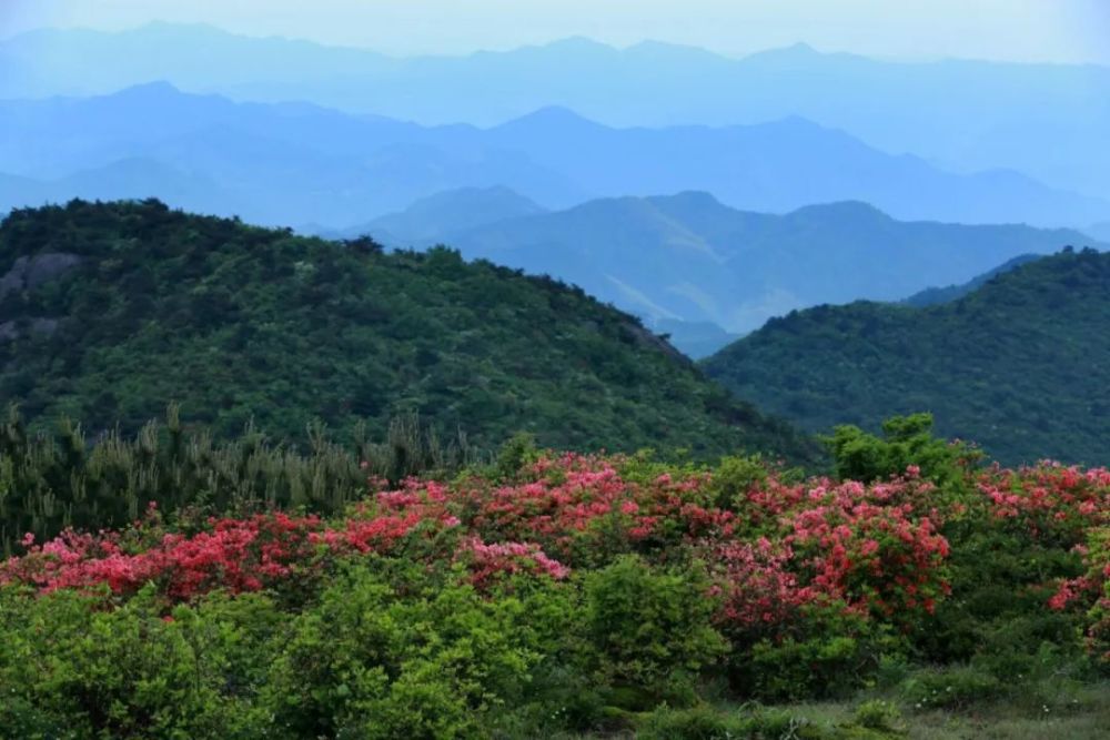 我給自己定了個小目標:今年,待到山花爛漫時,我定在大雷山的杜鵑花中