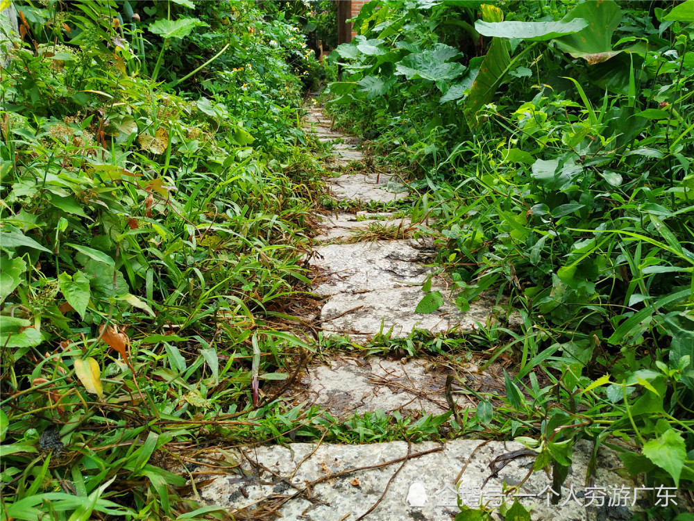 廣東東莞東城大塘頭村城區裡一座荒野老村