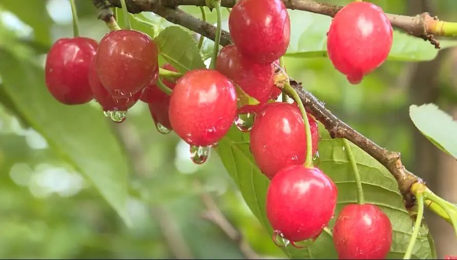 贵州纳雍玛瑙红樱桃 邀你4月来品尝