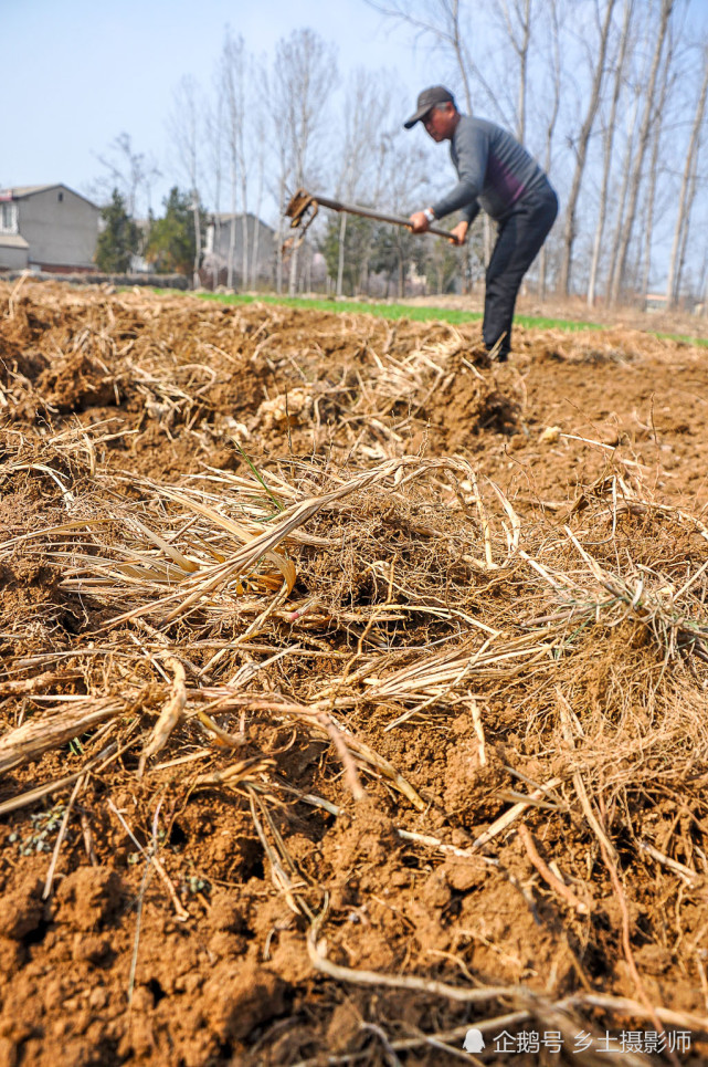 小编在安徽宿州萧县一个山区拍摄,看见一位农民大叔用"抓勾子"刨地