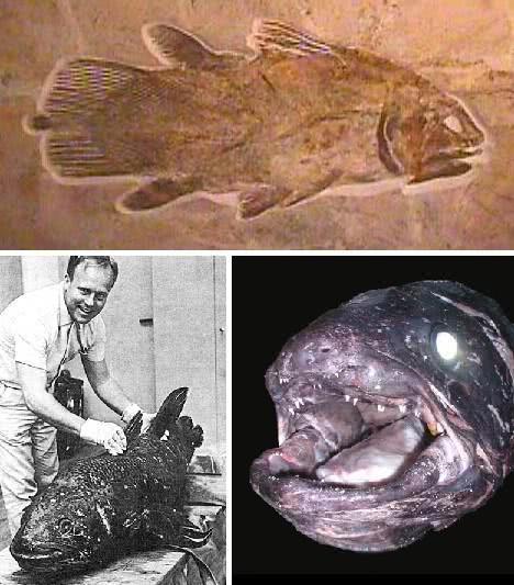 始祖,腔棘鱼,由海到陆_腾讯新闻