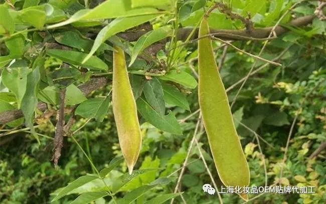 制备工艺: 称取皂荚,无患,烷基聚葡萄糖苷,芦荟,艾叶,茶叶,薄荷等适量