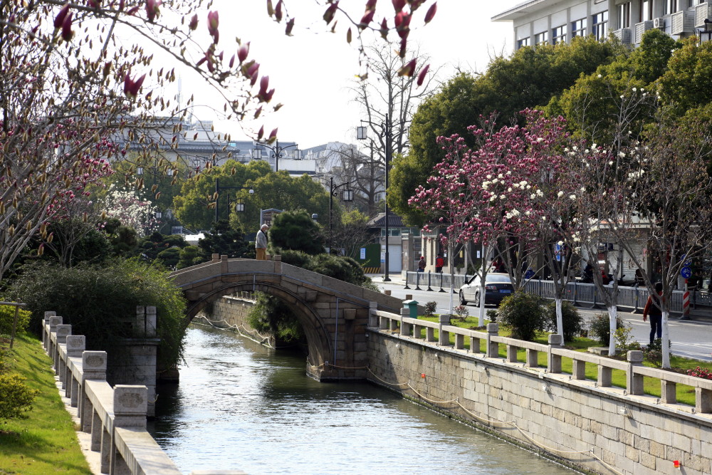 苏州干将路玉兰绽放 美到惊艳