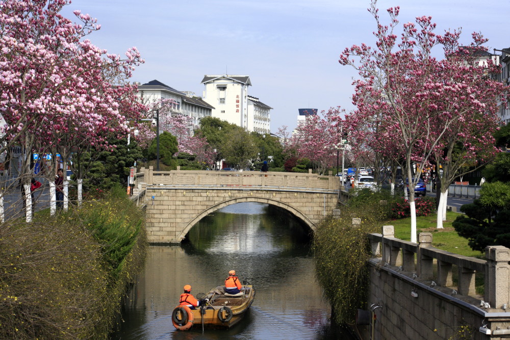 苏州干将路玉兰绽放 美到惊艳
