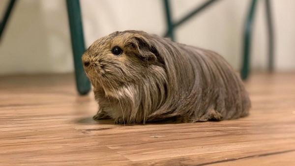 长毛宠物鼠,趴在地板上就像假发一样,你喜欢这样的宠物吗?_腾讯新闻