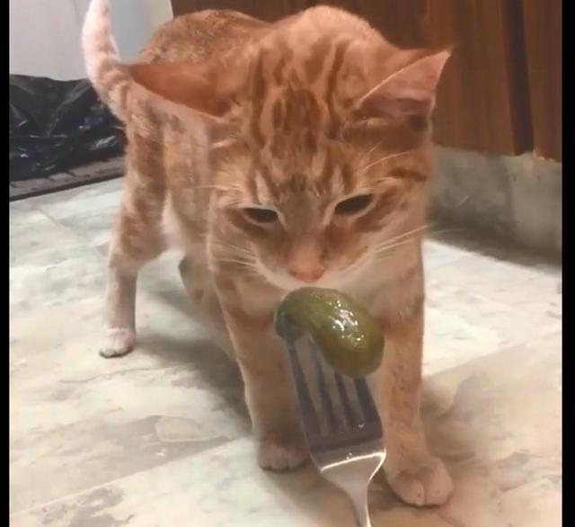 主人把酸黄瓜递到猫面前它闻了闻后就做出呕吐的动作猫啥啊
