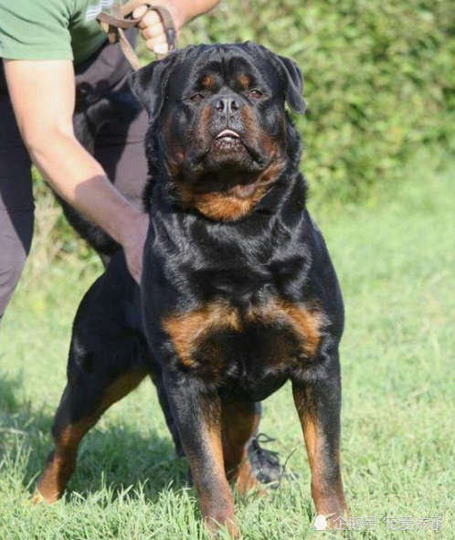 德國牧羊犬和羅威納犬都是非常優秀的護衛犬,這兩種犬的工作性能在