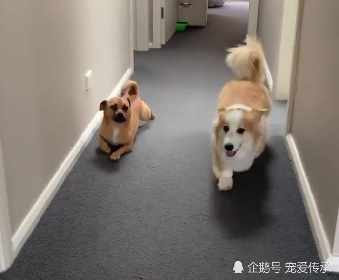 另类狗狗 嘲笑 柯基犬腿短 模仿其走路姿势 笑翻网友 腾讯新闻