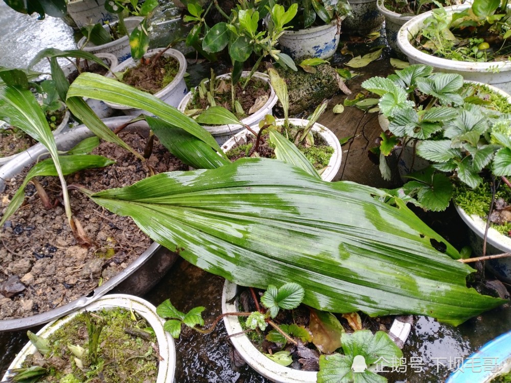 培植,要知道,毛慈菇属于多年生草本植物,假鳞茎生长至少需要三年以