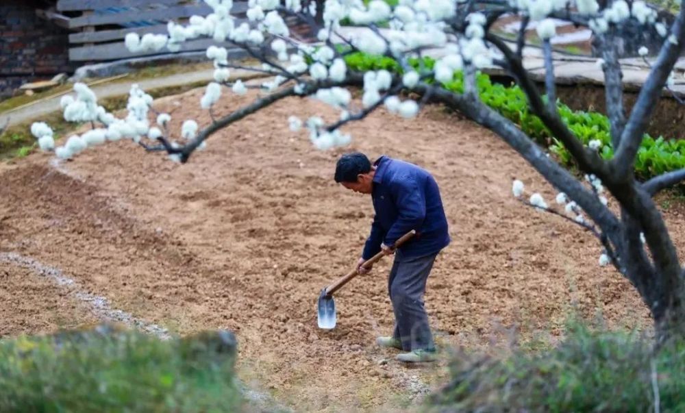 云端飞雪璇霄丹台罐山村千亩李树花开正艳