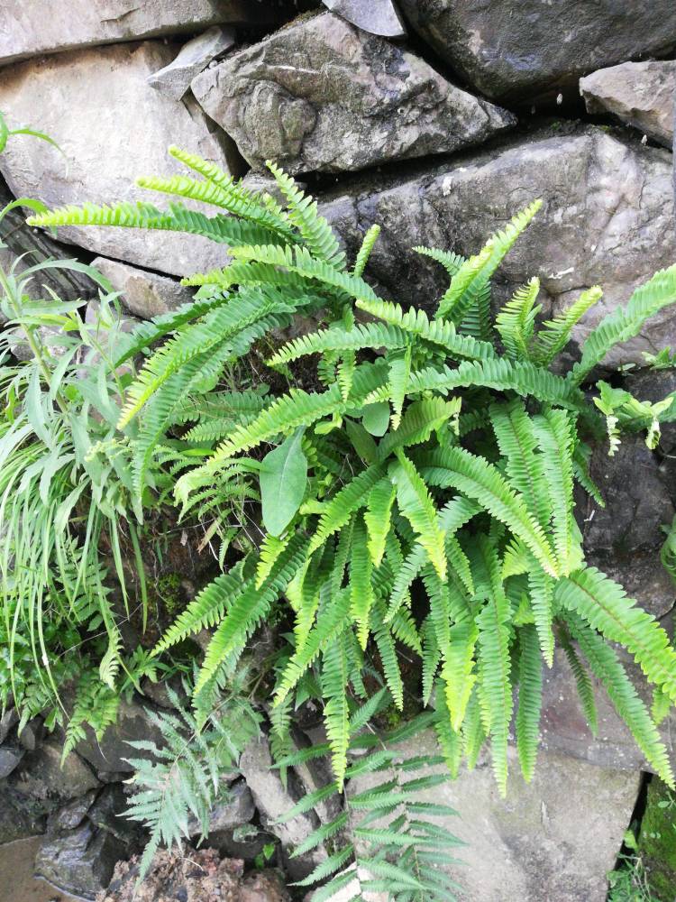 種很常見的野生植物,但是很多農村人並沒有發現它的價值,它就是腎蕨果