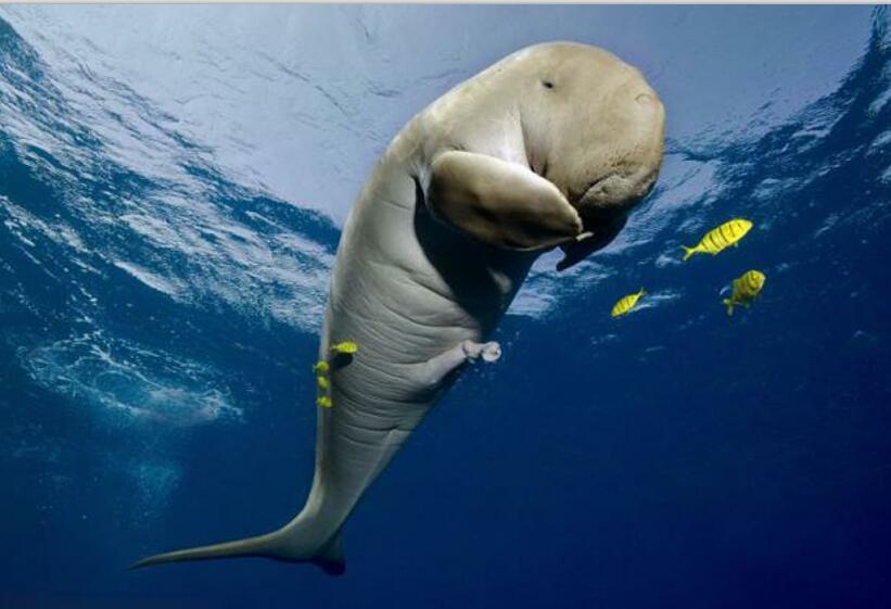 儒艮|神话中的“美人鱼”已经被找到？科学家表明，其实是这一种动物