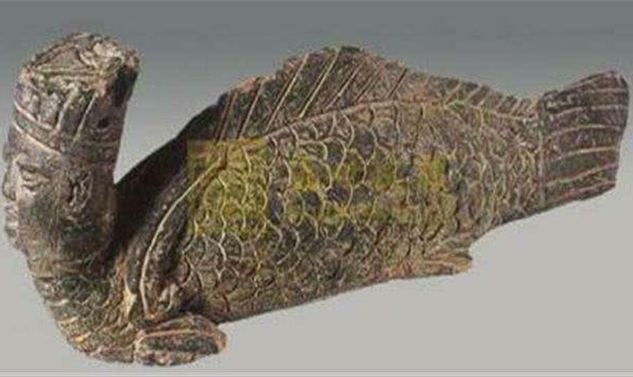 儒艮|神话中的“美人鱼”已经被找到？科学家表明，其实是这一种动物