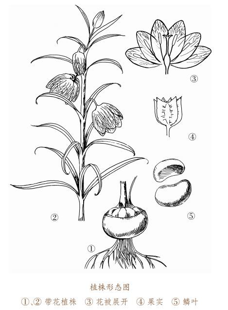 磐安中药材的战"疫"故事——浙贝母篇