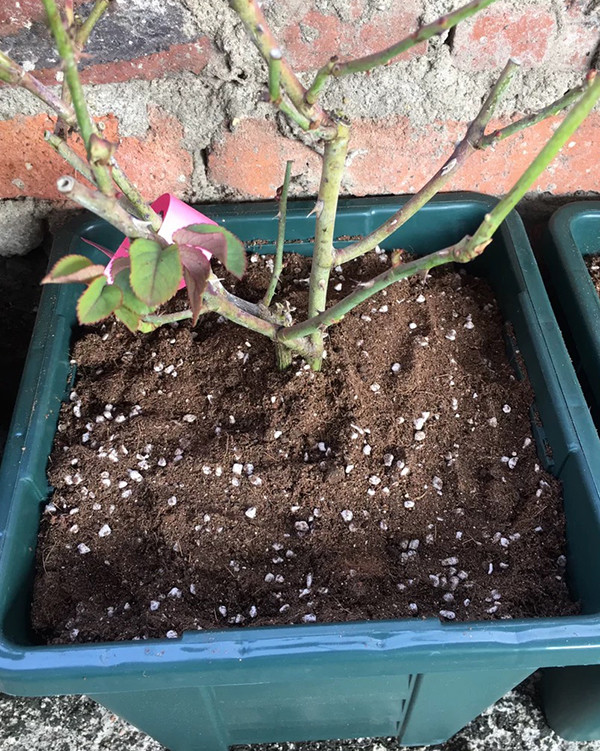 养什么花配什么土 老花匠教你使用这14种土 花儿又肥又壮 腾讯新闻