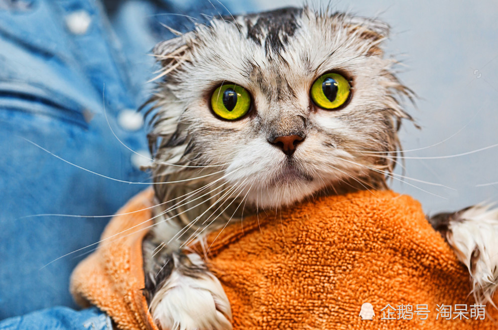 如何给猫咪做卫生护理 洗澡 理毛 剪趾甲你都做对了吗 腾讯新闻