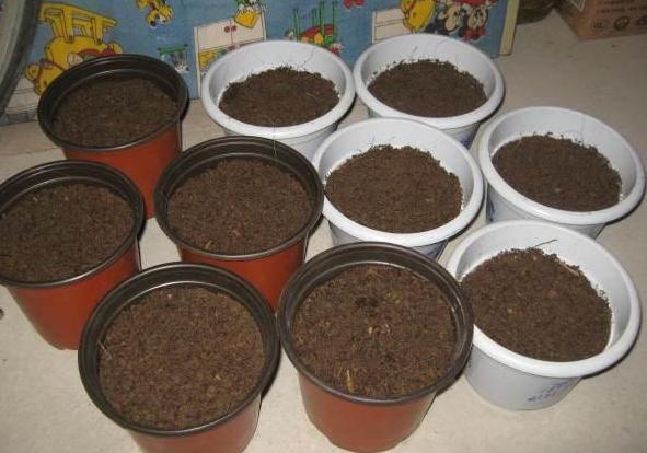 家里养花该如何自制营养土2个诀窍让植物叶片绿疯狂开花