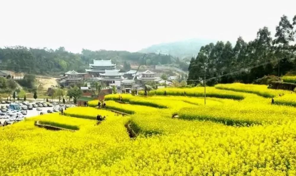 3月坪盤村油菜花田 現在疫情尚未解除 仍不可懈怠 戴口罩,不扎堆