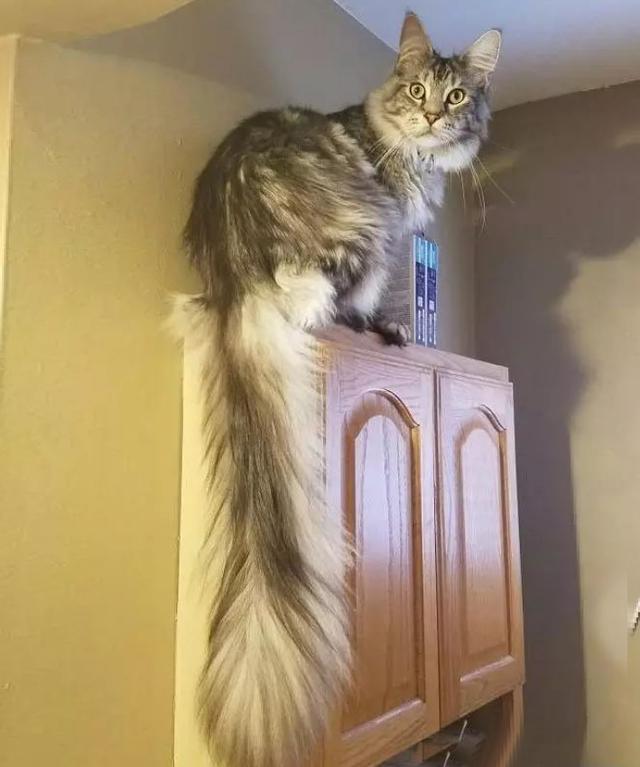 世界上尾巴最长的猫!长达45厘米,可以绕身子3圈