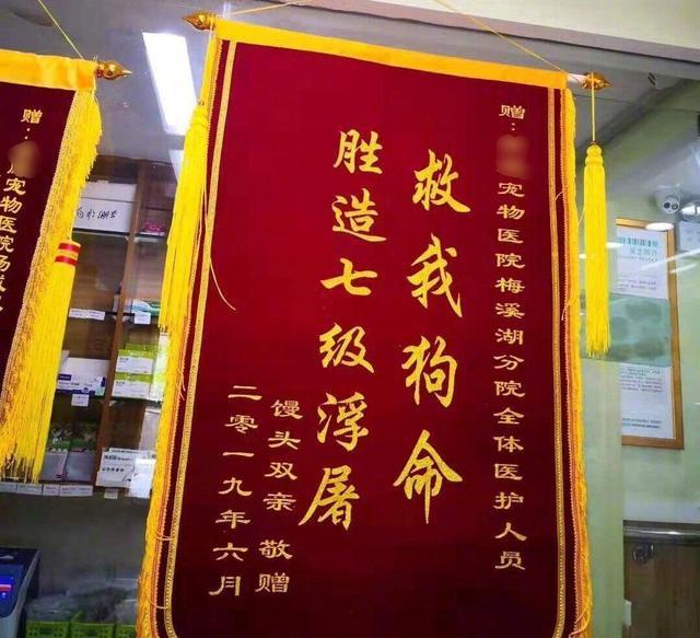 但在宠物医生精心救治下,渐渐恢复了健康,所以这些铲屎官们送了锦旗