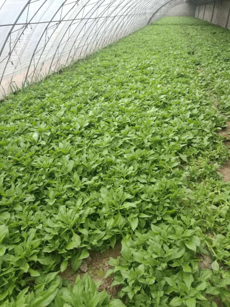 新京报记者跟进报道后发现,张家湾镇垡头村当地有多个大棚种植穿心莲